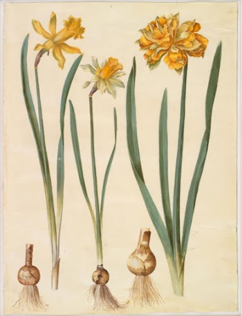 Narcissus pseudonarcissus major (large daffodil);Narcissus | Free Photo - rawpixel