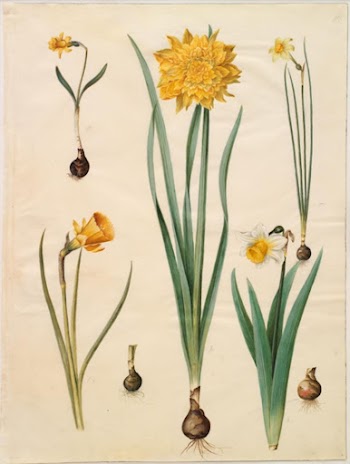 Narcissus pseudonarcissus minor;Narcissus pseudonarcissus (daffodil);Narcissus | Free Photo - rawpixel