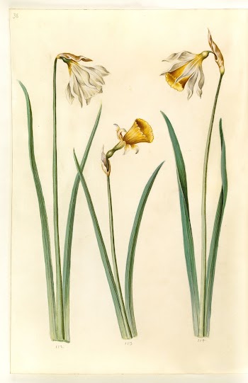 Narcissus pseudonarcissus moschatus (musk narcissus);Narcissus | Free Photo - rawpixel