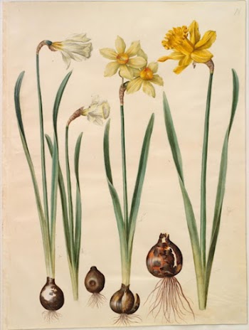 Narcissus pseudonarcissus moschatus (musk narcissus);Narcissus | Free Photo - rawpixel