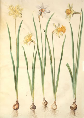 Narcissus pseudonarcissus;Narcissus poeticus (Prison lily);Narcissus | Free Photo - rawpixel