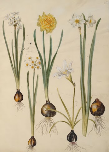 Narcissus tazetta (tazet);Narcissus pseudonarcissus (daffodil);Zephyranthes | Free Photo - rawpixel