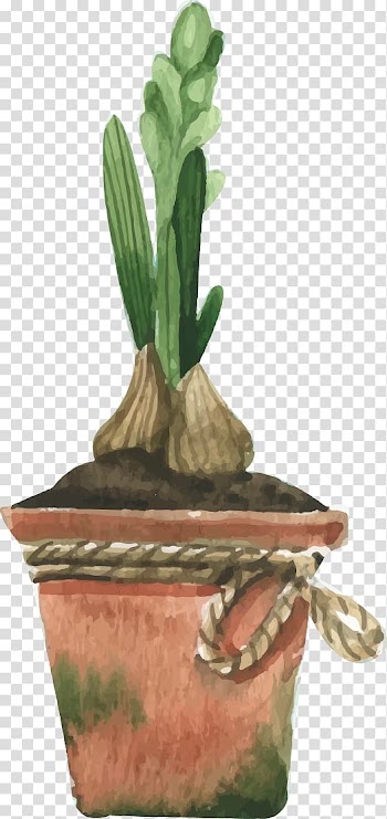 Narcissus tazetta Watercolor painting Euclidean , garlic transparent background PNG clipart