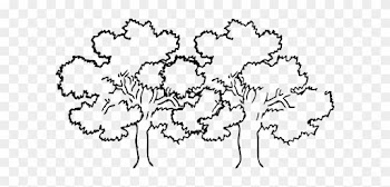 Narra Tree Clipart Black And White - Tree Drawing Black And White