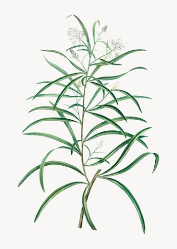 Narrow-leaved Spider Flower | Free stock vector - 568903