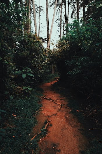 Narrow Pathway