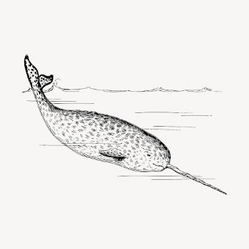 Narwhal clipart, vintage sea life | Free Vector - rawpixel