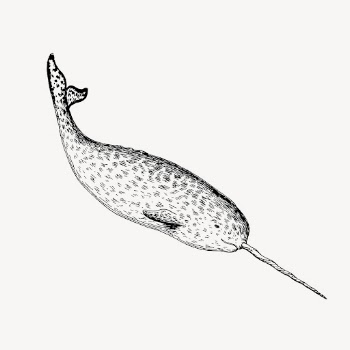 Narwhal clipart, vintage sea life | Free Vector - rawpixel