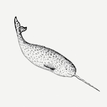 Narwhal drawing, sea animal vintage | Free PSD - rawpixel