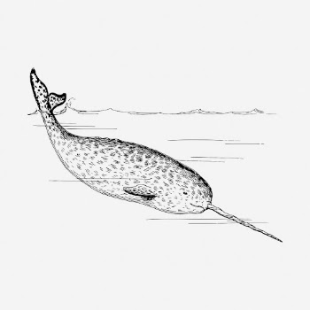 Narwhal drawing, vintage sea animal | Free Photo - rawpixel