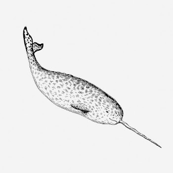 Narwhal drawing, vintage sea animal | Free Photo - rawpixel