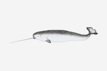 Narwhal drawing, vintage sea animal | Free Photo - rawpixel