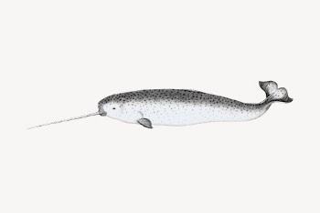 Narwhal drawing, vintage sea animal | Free Vector - rawpixel