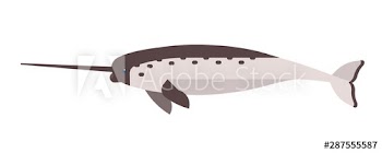 Narwhal flat vector illustration