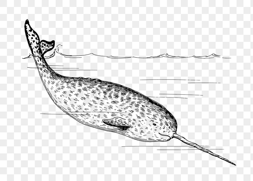 Narwhal png sticker, sea life | Free PNG - rawpixel