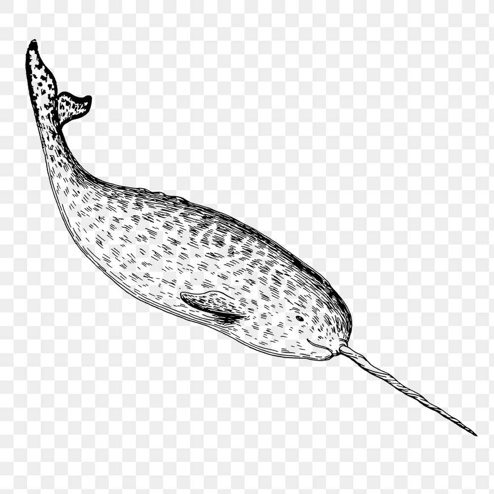 Narwhal png sticker, sea life | Free PNG - rawpixel