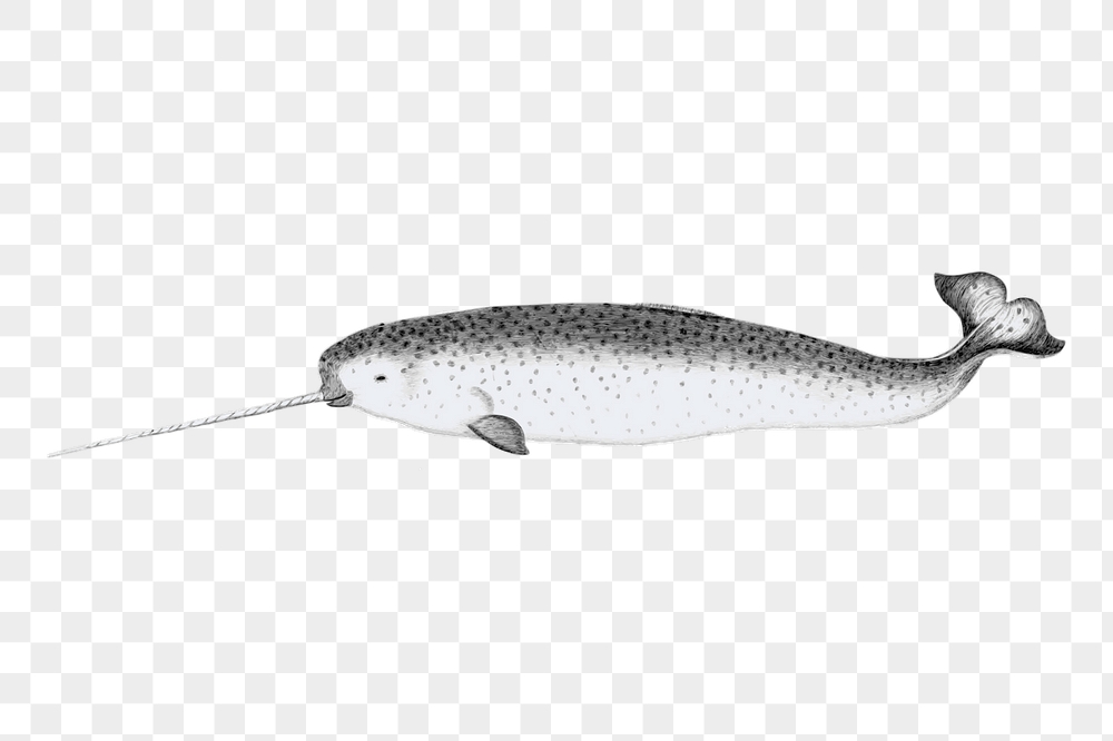 Narwhal png sticker, vintage sea | Free PNG - rawpixel