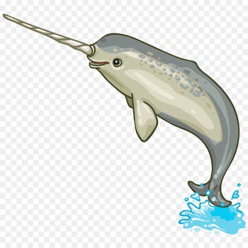 Narwhal Porpoise Dolphin Marine mammal Cetacea - narwhal 
