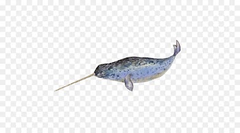 Narwhal Right whales Painting - Narwhal whale hand painting material picture 
