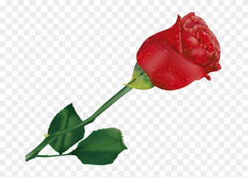 Natali На - Beautiful Single Rose Flower