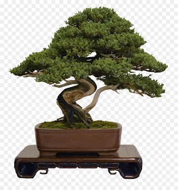 National Bonsai Foundation Houseplant Wire Tree - bonsai 