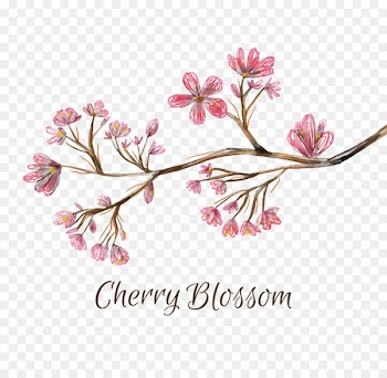 National Cherry Blossom Festival - Ink and white cherry blossoms 
