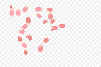 National Cherry Blossom Festival Petal Cerasus - Pink cherry petals 