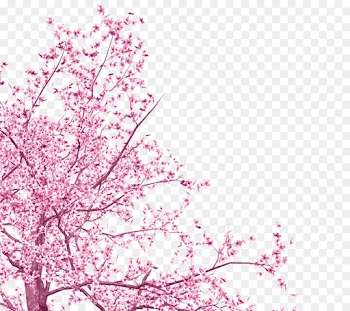 National Cherry Blossom Festival Pink - #473169 - PNG Images - PNGio