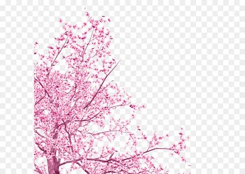 National Cherry Blossom Festival Tree - Pink flowers 