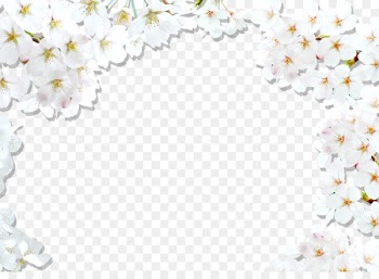 National Cherry Blossom Festival White - Cherry border background 