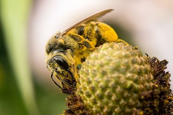 Native bee (Andrena sp.) on coneflower. | Free Photo - rawpixel