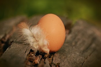 Native Egg Beside White Feather on Brown Tree Log