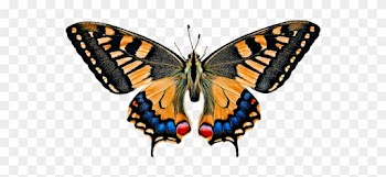 Natur, Tiere, Schmetterling, Insekt - Animals See The World