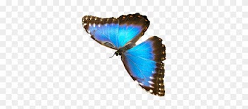 Natur, Tiere, Schmetterling, Insekt - Blue Morpho Butterfly
