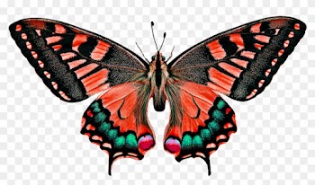 Natur, Tiere, Schmetterling, Insekt - Butterfly Colorful Art Design Pillow Case
