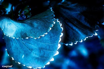 Natural blue Acalypha Wilkesiana leaves | Free  photo - 2309595
