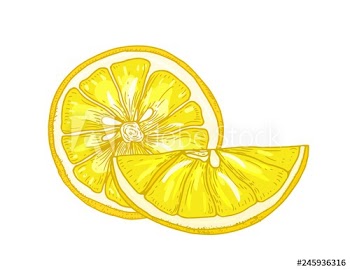 Natural detailed drawing of lemons cut in pieces isolated on white background
