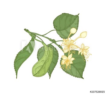 Natural detailed drawing of linden sprig with leaves and beautiful blooming flowers