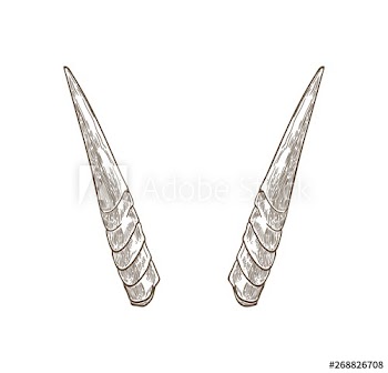 Natural drawing of straight horns of antelope or goat isolated on white background