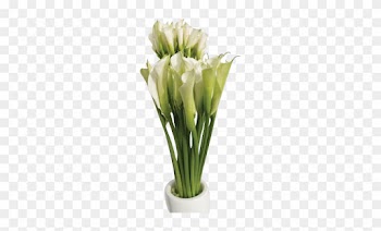 Natural Flowers - Giant White Arum Lily