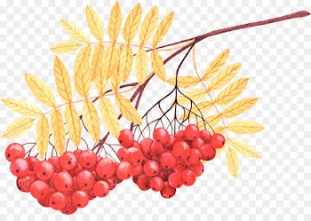 natural foods berry rowan plant leaf