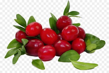 natural foods fruit berry plant lingonberry