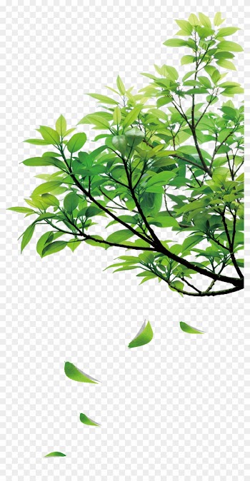 Natural Green Leaves - Nature Png
