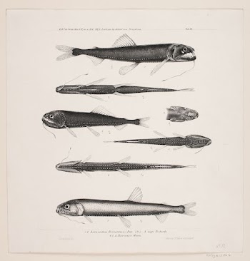 Natural history drawing by Carl | Free Photo - rawpixel