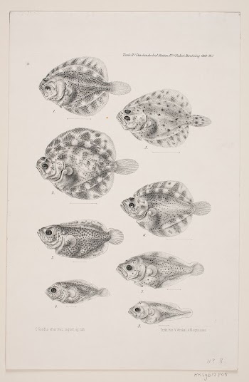 Natural history drawing by Carl | Free Photo - rawpixel