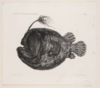 Natural history drawing by Carl | Free Photo - rawpixel