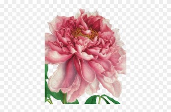 Natural History Museum Greeting Card More - Historical Art Of Flowers Watercolor