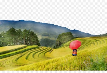natural landscape nature grassland field terrace