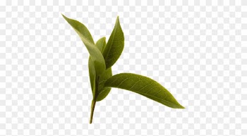 Natural No - - Camellia Oleifera Leaf Extract
