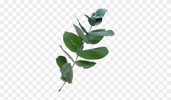 Natural No - - Lampe Berger Fragrance - Fresh Eucalyptus